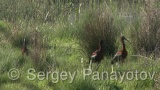 Video of Glossy Ibis - Glossy Ibis in spring lake of Bulgaria